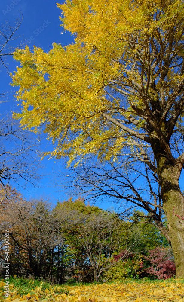 Autumn leaves in full bloom, beautiful gradation of maple, landscape background of blue sky and autumn leaves, maple picking, autumn and winter Autumn leaves in full bloom, beautiful gradation of maple, landscape background of blue sky and autumn leaves, maple picking, autumn and winter