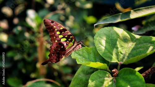 butterfly on a leaf- butterfly photography 