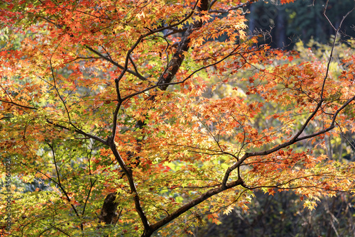 あきる野市、広徳寺境内の紅葉、赤黄オレンジのカラフルに色づいたモミジの葉