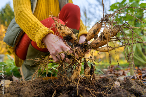 Woman digging up dahlia plant tubers, cleaning and preparing them for winter storage. Autumn gardening jobs. Overwintering dahlia tubers. photo