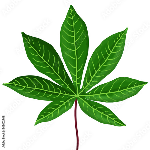 animation of green cassava leaves photo