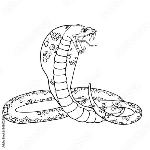 Cobra snake - vector outline king cobra poisonous snake with open mouth. Black and white oneline artwork. Reptile illustration.