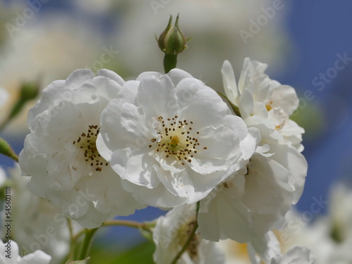 a white bush rose blossom shows all its splendour