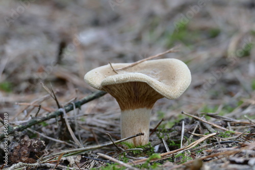 bare Krempling with beautiful lamellae on the forest floor