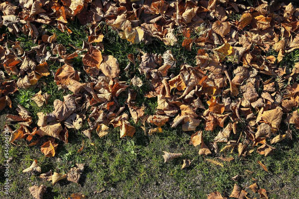 Fallen autumn leaves in the park on the grass Fallen autumn leaves in the park on the grass
