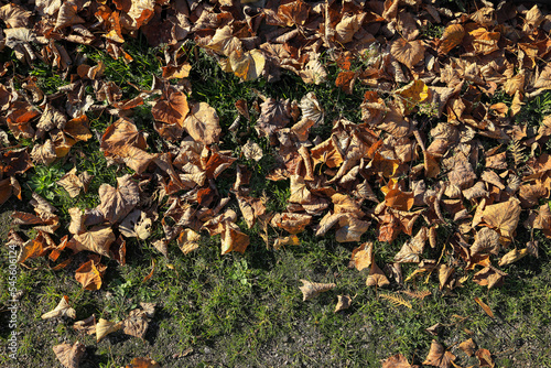 Fallen autumn leaves in the park on the grass