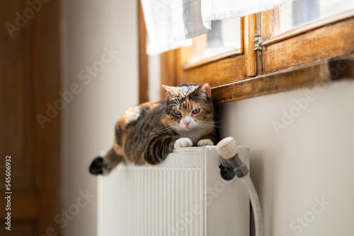 Sleepy fluffy cat lies on warm radiator enjoying carefree life in cold weather at home. Sad unhappy pet freezing waiting for the heating in battery to be turned on. Energy crisis and rising gas prices