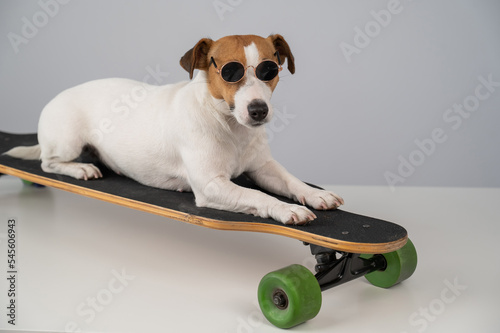 Jack russell terrier dog in sunglasses rides a longboard on a white background.  photo