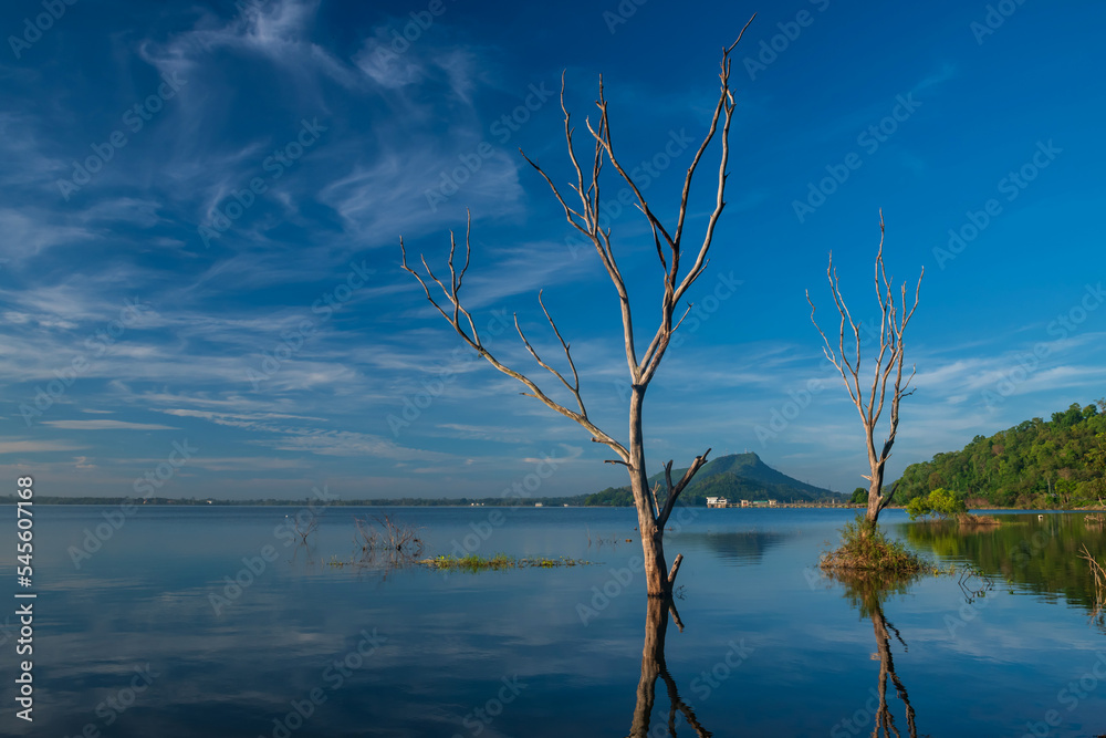 Dead Trees over bang phra reservoir still water, Chonburi Dead Trees over bang phra reservoir still water, Chonburi