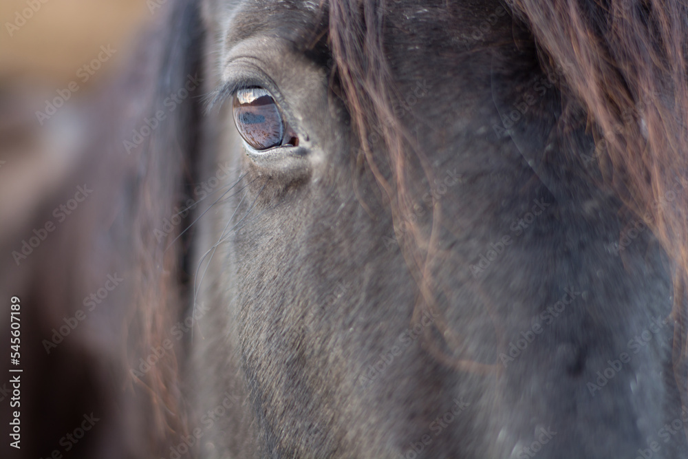 brown horse's eye close up