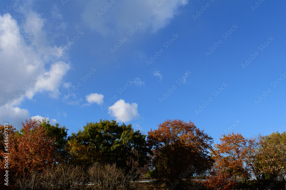 Autumn leaves in full bloom, beautiful gradation of maple, landscape background of blue sky and autumn leaves, maple picking, autumn and winter