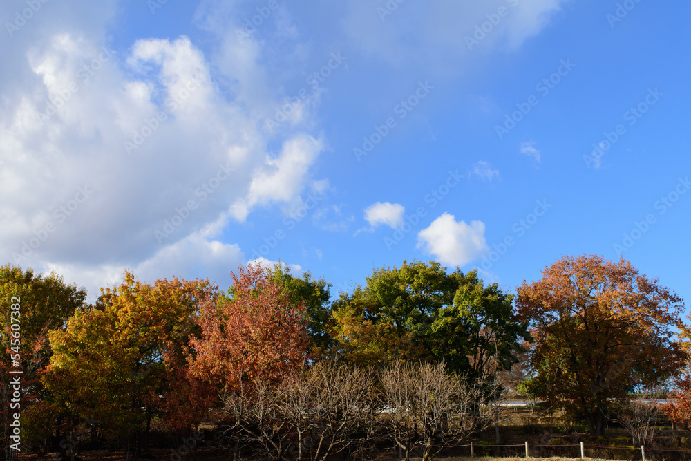 Autumn leaves in full bloom, beautiful gradation of maple, landscape background of blue sky and autumn leaves, maple picking, autumn and winter Autumn leaves in full bloom, beautiful gradation of maple, landscape background of blue sky and autumn leaves, maple picking, autumn and winter