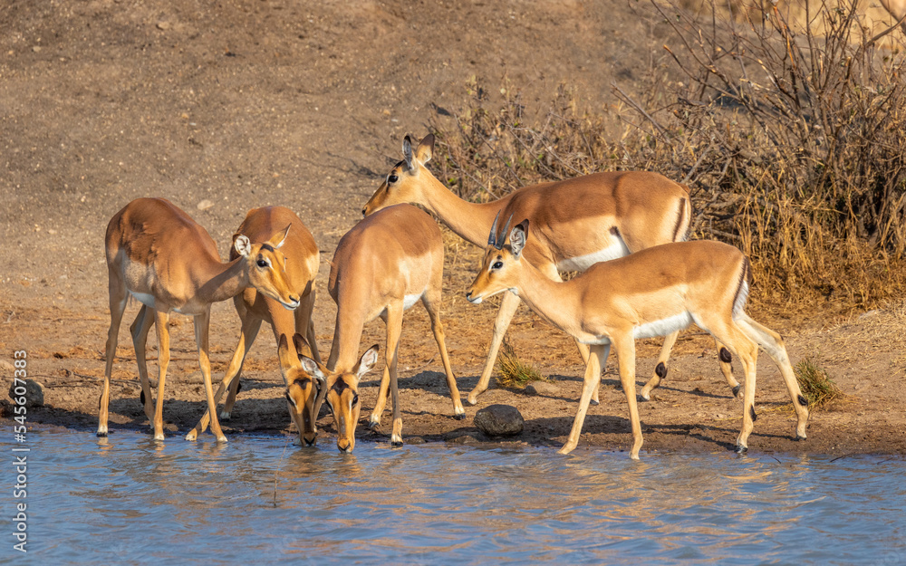 A herd of impala (Aepyceros melampus) at a waterhole, Timbavati Game Reserve, South Africa. A herd of impala (Aepyceros melampus) at a waterhole, Timbavati Game Reserve, South Africa.