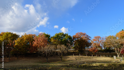 Autumn leaves in full bloom, beautiful gradation of maple, landscape background of blue sky and autumn leaves, maple picking, autumn and winter