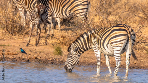 Herd of plains zebra  equus quagga  equus burchellii  common zebra at a waterhole  Timbavati Game Reserve  South Africa.