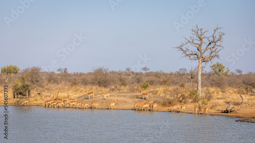 A herd of impala (Aepyceros melampus) at a waterhole, Timbavati Game Reserve, South Africa.