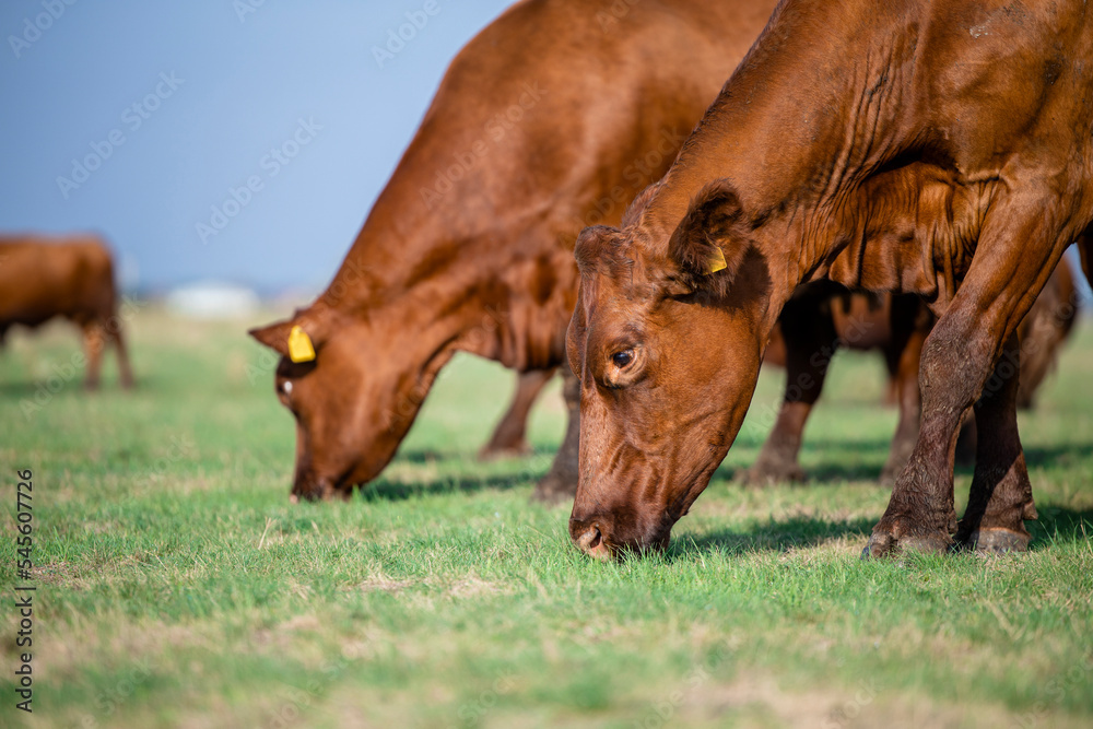 Beef cattle being active and eating organic food outdoors. Beef cattle being active and eating organic food outdoors.