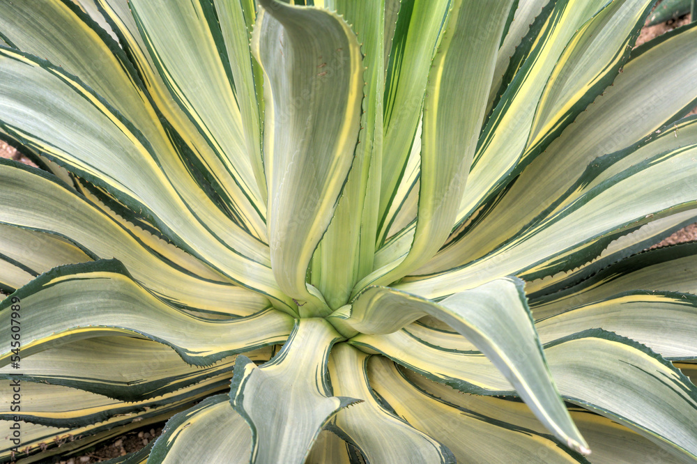 Agave Potatorum Super Corona Half Moon - Pianta Rara In Vaso 10 Cm