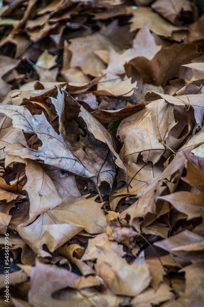 Fototapeta premium 20221111_MG_0032