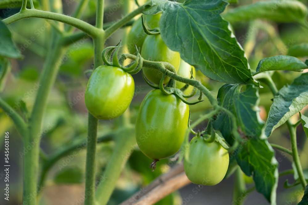 Fresh vine of raw tomatoes with leaves on the tree.
