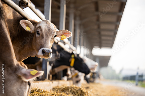 Curious cow looking to the camera at cattle farm. photo