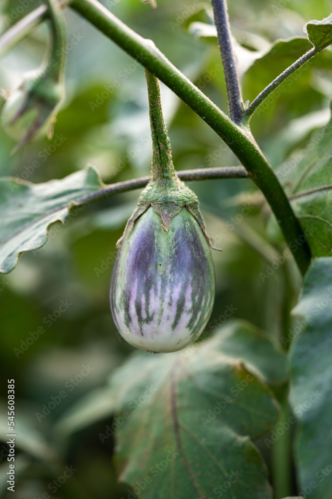 Green eggplant plants in a greenhouse with high technology. green eggplants on plantation farms. Agricultural Greenhouse with
Green eggplant plants in a greenhouse with high technology. green eggplants on plantation farms. Agricultural Greenhouse with