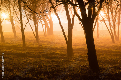 Spooky bright forest at night 