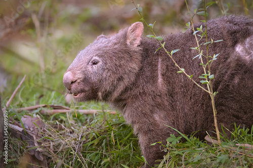 Mangey wombat