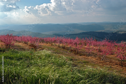 Wall Mural An orchard of pink blossoming peach trees on a mountain hillside in springtime in Israel
