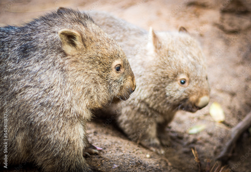 Baby wombats Baby wombats