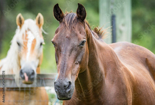 Fototapeta Naklejka Na Ścianę i Meble -  Horse and pony