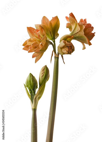 Hippeastrum  amaryllis     Exotic Nymph  on a white background isolated.