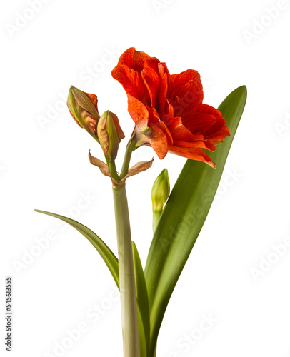 Fototapeta Naklejka Na Ścianę i Meble -  Red Hippeastrum (amaryllis) 