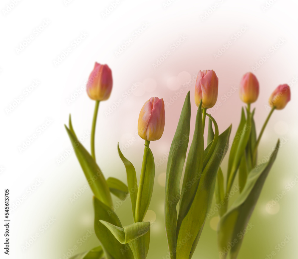 Blurred background of blooming pink Tom Pouce tulips. Selective sharpness. Blurred background of blooming pink Tom Pouce tulips. Selective sharpness.