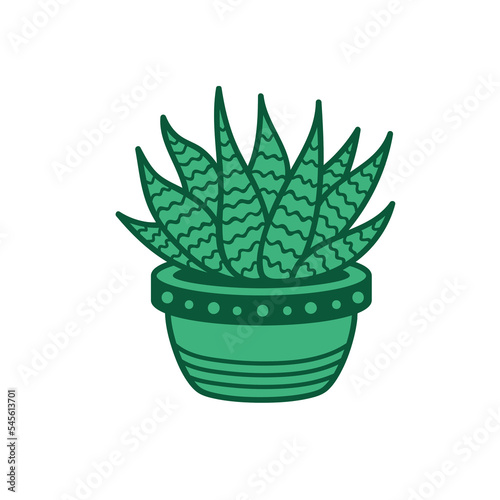 Green solid Haworthia in a pot. Botanical art
