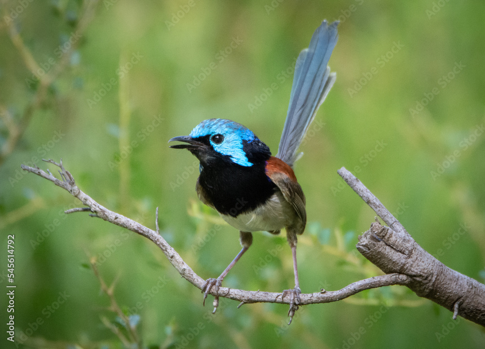 Variegated fairy wren on a branch