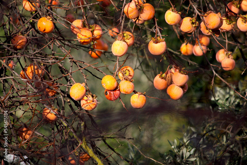 Kaki fruits on its tree branch