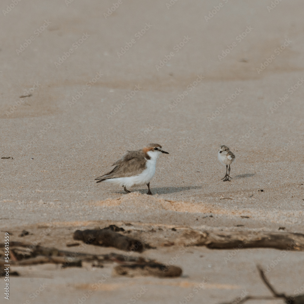 Double-banded Plover with two babies on a beach Double-banded Plover with two babies on a beach