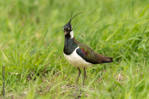 Close up of the northern lapwing (Vanellus vanellus), also known as the peewit or pewit, tuit or tew-it, green plover, or (in Ireland and Britain) pyewipe or just lapwing