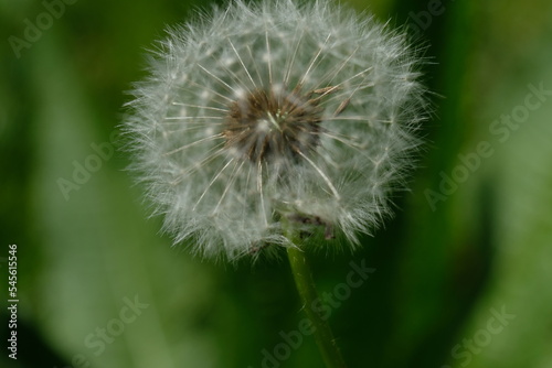 FU 2022-05-15 Obstzeit 10 Blick aus der N  he auf den Kopf einer Pusteblume