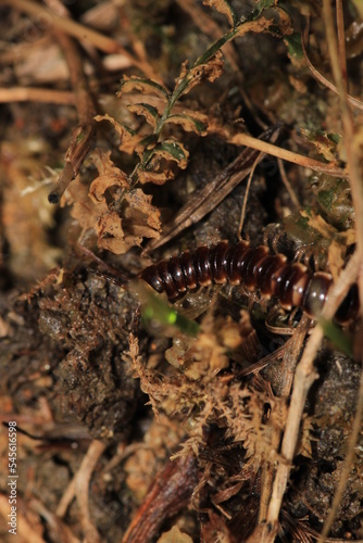 photo in scenic greenhouse millipede