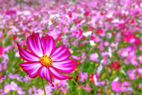                      Cosmos flower   