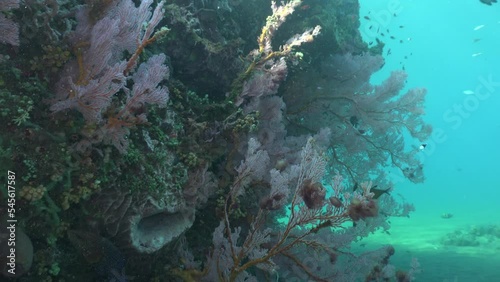Pink gorgonian sea fans on vertical wall of large coral boulder sometimes called bommie. Location: Amed, Bali, Indonesia photo