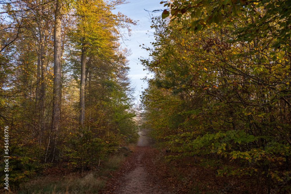 Fototapeta premium pfad im wald im herbst