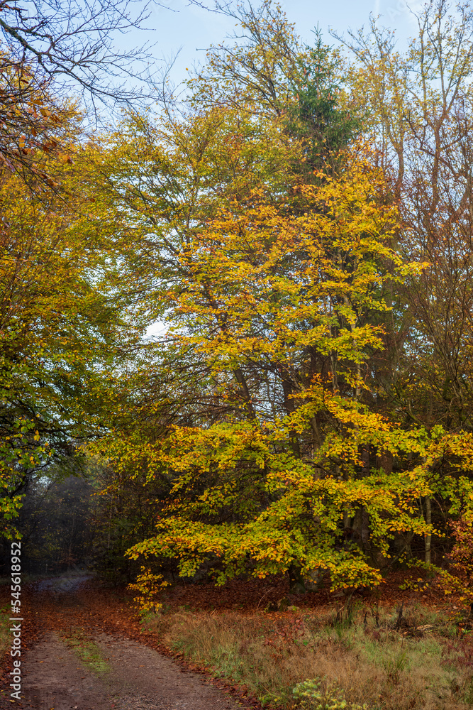 Obraz premium baum im herbst