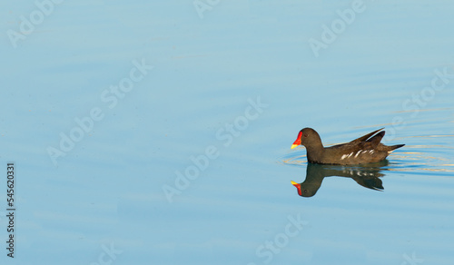 A male common moorhen (Gallinula chloropus) swimming at Eskibaraj Dam Lake in Adana photo
