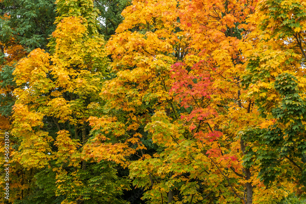 Die Bäume im Herbst färben sich bunt
