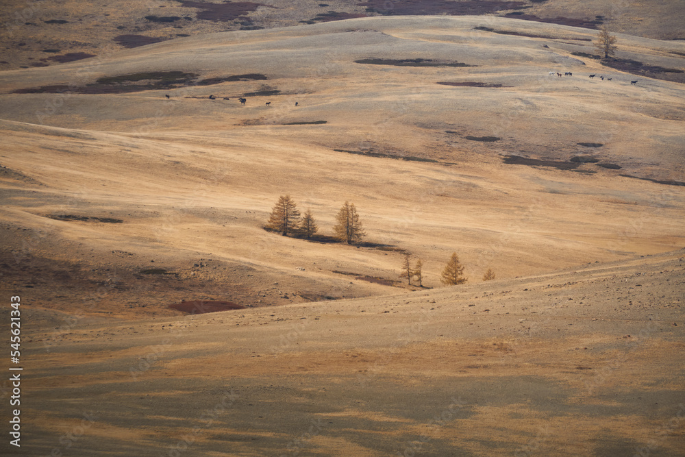 Autumn landscape with larches. Altai