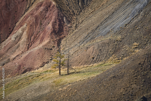 Autumn landscape with larches. Altai
