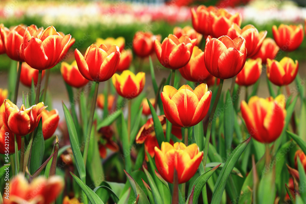 amazing view of blooming colorful Tulip flowers,close-up of beautiful yellow with orange Tulip flowers blooming in the garden
